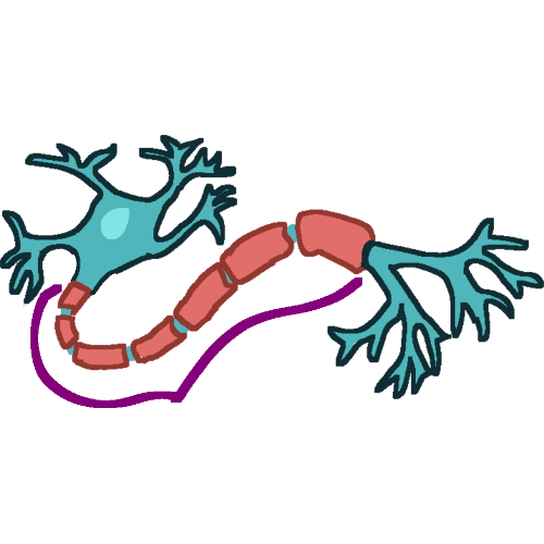 A neuron cell with a purple line around the myelin sheath.